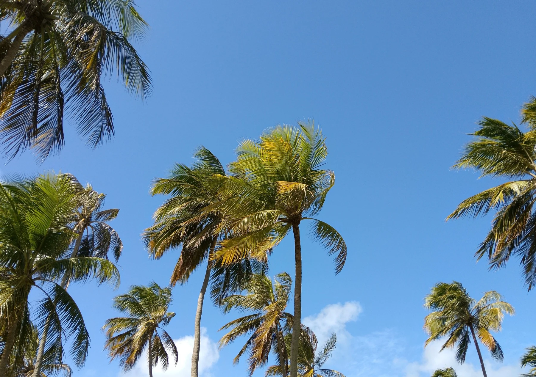 Palmeras bajo un cielo azul, foto de Jess